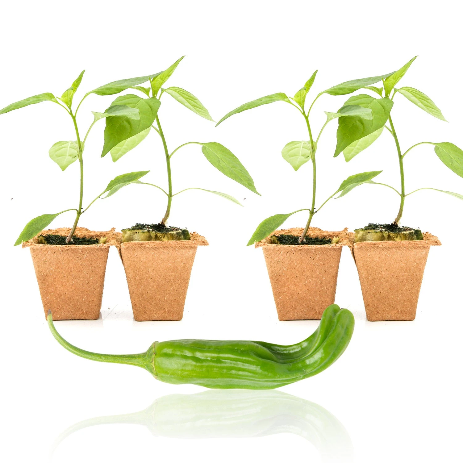 Shishito Pepper Live Plants - Grow Your Own Japanese Sweet Peppers 4 Shishito Pepper Live Plants - Grow Your Own Japanese Sweet Peppers - Image 2