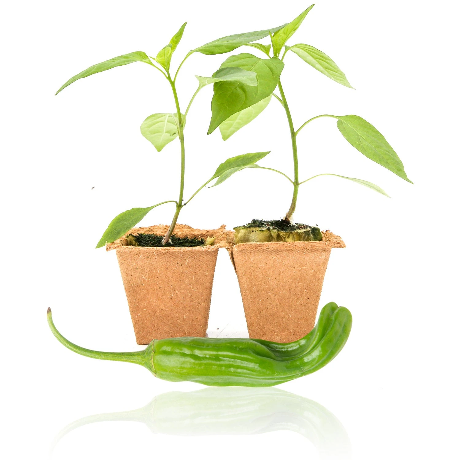 Shishito Pepper Live Plants - Grow Your Own Japanese Sweet Peppers 3 Shishito Pepper Live Plants - Grow Your Own Japanese Sweet Peppers