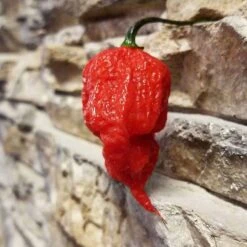 Skunk Red Pepper Seeds(Skunk Red Pepper Seeds)
