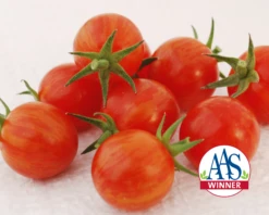 Sparky XSL Hybrid Tomato Seeds(Sparky Xsl Hybrid Tomato Seeds)