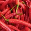 Sri Racha Pepper Seeds(Sri Racha Pepper Seed) 1 Sri Racha Pepper Seeds(Sri Racha Pepper Seed) -Pepper Joe shop Sriracha