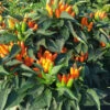 Stromboli Pepper Seeds(Stromboli Pepper Seeds) -Pepper Joe shop Stromboli Peppers