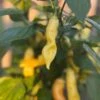 Sugar Rush Peach Pepper Seeds (Non-Isolated)(Sugar Rush Peach Pepper Seeds) -Pepper Joe shop Sugar Rush Peach Pepper.02