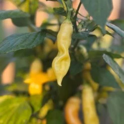 Sugar Rush Peach Pepper Seeds (Non-Isolated)(Sugar Rush Peach Pepper Seeds)