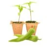 Sweet Banana Pepper Live Plants - High-Yield Heirloom Vegetable Seedlings -Pepper Joe shop SweetBanana