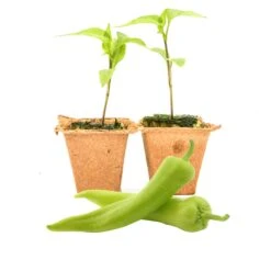 Sweet Banana Pepper Live Plants - High-Yield Heirloom Vegetable Seedlings