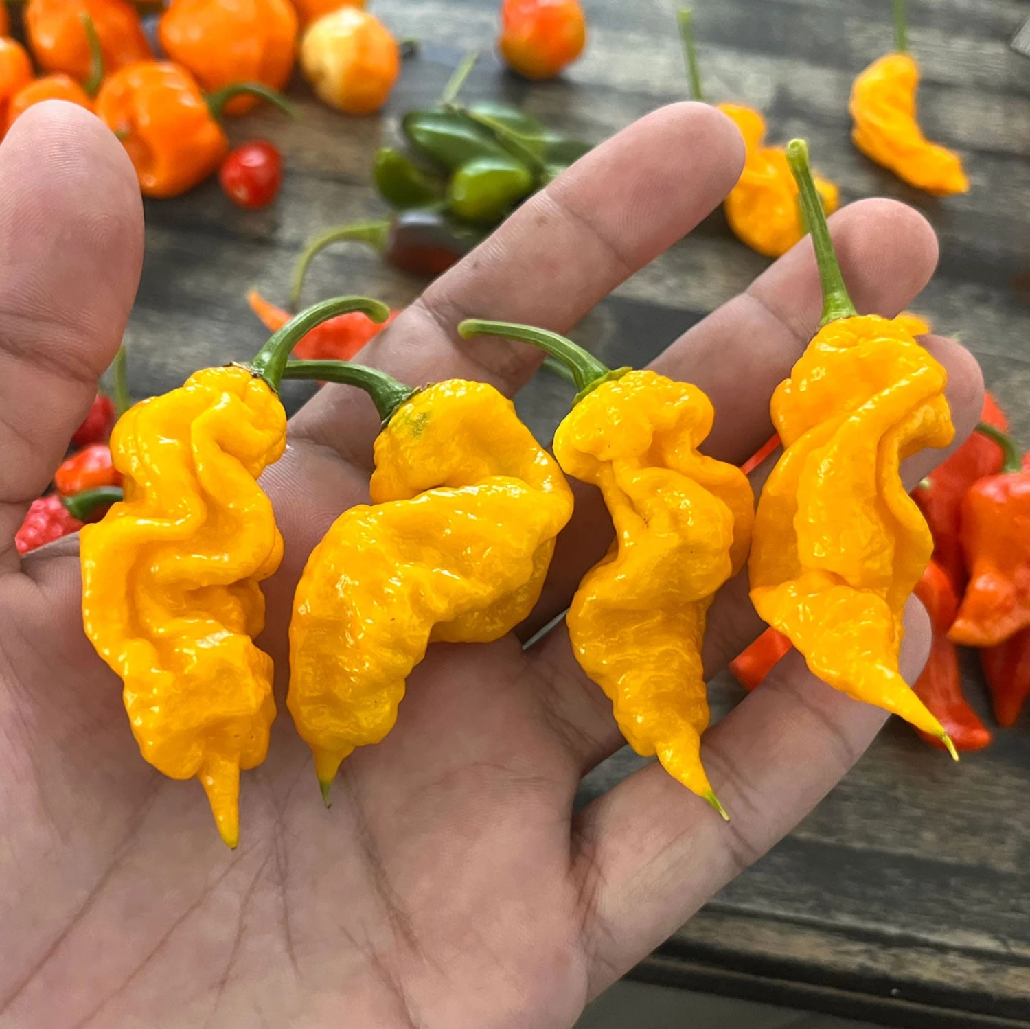 T-Rex Yellow Chili Pepper Seeds(T Rex Yellow Chili Pepper Seeds) 3 T-Rex Yellow Chili Pepper Seeds(T Rex Yellow Chili Pepper Seeds)