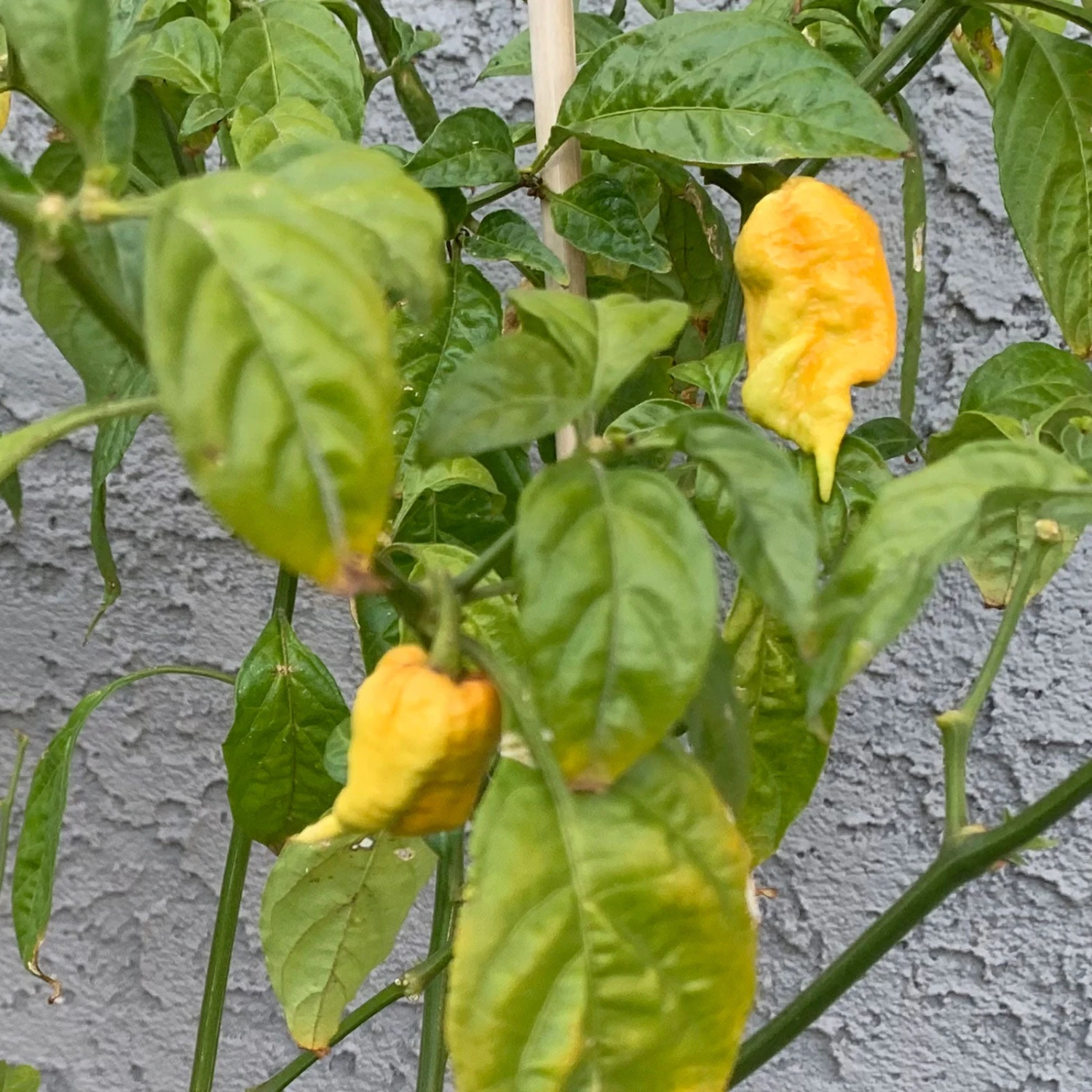 T-Rex Yellow Chili Pepper Seeds(T Rex Yellow Chili Pepper Seeds) 4 T-Rex Yellow Chili Pepper Seeds(T Rex Yellow Chili Pepper Seeds) - Image 2