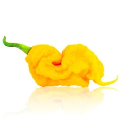 T-Rex Yellow Chili Pepper Seeds(T Rex Yellow Chili Pepper Seeds) 7 T-Rex Yellow Chili Pepper Seeds(T Rex Yellow Chili Pepper Seeds) -Pepper Joe shop T RexYellow
