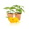 T-Rex Yellow Pepper Plant - Live Super Hot Chili Seedlings -Pepper Joe shop T RexYellow 8d5a2651 60e6 4641 a917 2e6cfc241efd