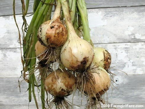Texas 1015Y Supersweet Onion Seeds(Texas 1015y Supersweet Onion Seeds) 3 Texas 1015Y Supersweet Onion Seeds(Texas 1015y Supersweet Onion Seeds)