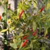 Thai Super Hot F1 Pepper Seeds(Thai Super Hot F1 Pepper Seeds) -Pepper Joe shop Thai Super Hot F1 Pepper.01