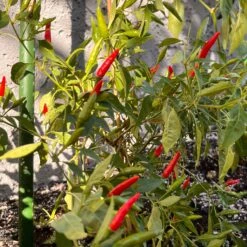 Thai Super Hot F1 Pepper Seeds(Thai Super Hot F1 Pepper Seeds)