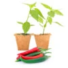 Thai Dragon Pepper Plants: Compact & Prolific Hot Pepper Seedlings 1 Thai Dragon Pepper Plants: Compact & Prolific Hot Pepper Seedlings -Pepper Joe shop ThaiDragon