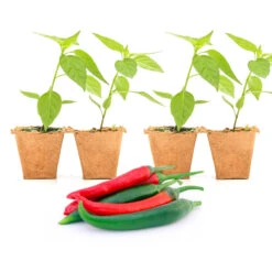 Thai Dragon Pepper Plants: Compact & Prolific Hot Pepper Seedlings -Pepper Joe shop ThaiDragon4Pack