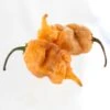 Thors Hammer Peach Pepper Seeds(Thors Hammer Peach Pepper Seeds) 2 Thors Hammer Peach Pepper Seeds(Thors Hammer Peach Pepper Seeds) -Pepper Joe shop Thors Hammer Peach.01