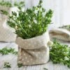 Thyme Seeds(Summer Thyme Seeds) -Pepper Joe shop Thyme