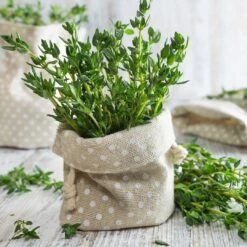 Thyme Seeds(Summer Thyme Seeds)