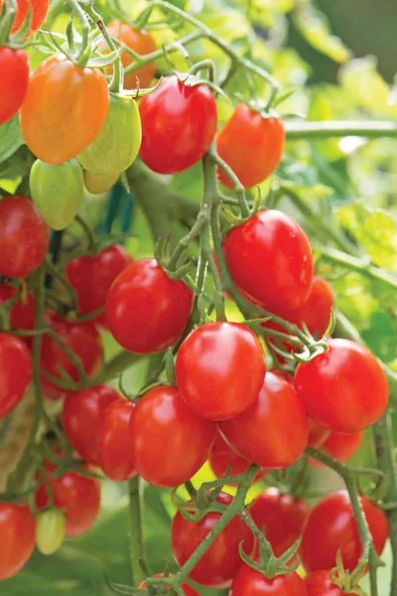 Fantastico Hybrid Tomato Seeds(Fantastico Hybrid Tomato Seeds) 4 Fantastico Hybrid Tomato Seeds(Fantastico Hybrid Tomato Seeds) - Image 2
