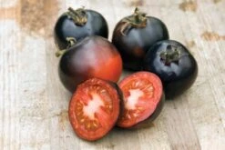 Indigo Rose Tomato Seeds(Indigo Rose Tomato Seeds)