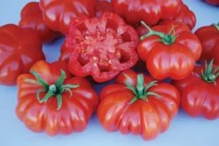 Rosso Sicilian Tomato Seeds(Rosso Sicilian Tomato Seeds)