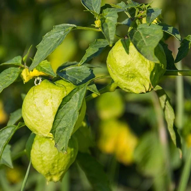 Tomatillo Rio Grande Verde Seeds(Tomatillo Rio Grande Verde Seeds) 4 Tomatillo Rio Grande Verde Seeds(Tomatillo Rio Grande Verde Seeds) - Image 2