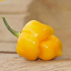 Trinidad Scorpion Yellow Pepper Seeds(Trinidad Scorpion Yellow Seeds)
