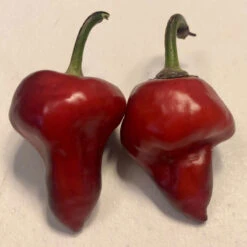 Purple UFO Pepper Seeds(Purple Ufo Pepper Seeds) -Pepper Joe shop UFO3