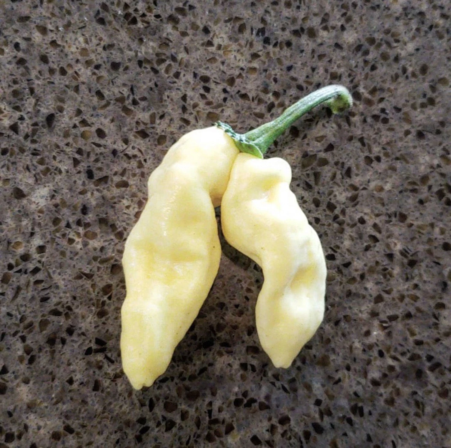 White Devils Tongue Pepper Seeds(White Devils Tongue) 3 White Devils Tongue Pepper Seeds(White Devils Tongue)