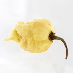 White Moruga Scorpion Pepper Seeds(White Moruga Scorpion Pepper Seeds)