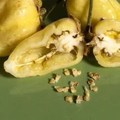 White 7 Pot Bubblegum Pepper Seeds (Non-Isolated)(White 7 Pot Bubblegum Pepper Seeds) -Pepper Joe shop White7PotBBG.03