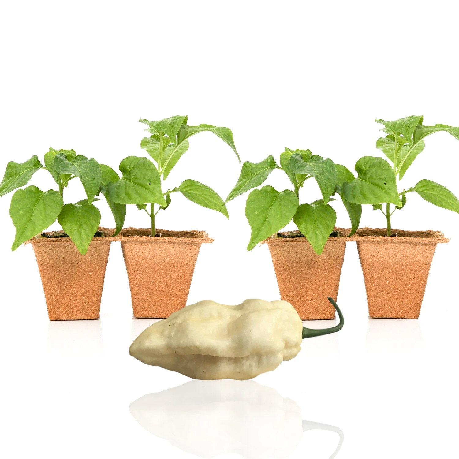 Rare White Ghost Pepper Live Plants | Extreme Heat Bhut Jolokia Seedlings 4 Rare White Ghost Pepper Live Plants | Extreme Heat Bhut Jolokia Seedlings - Image 2