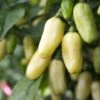 White Habanero Pepper Seeds(White Habanero) 1 White Habanero Pepper Seeds(White Habanero) -Pepper Joe shop WhiteHabanero