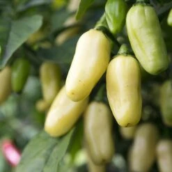 White Habanero Pepper Seeds(White Habanero)
