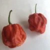 Wicked Ass Little 7 Pot (W.A.L. 7) Pepper Seeds(Wicked Ass Little 7 Pot W A L 7 Pepper Seeds) -Pepper Joe shop WickedAssLittle7Pot2