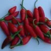 Xochiteco Pepper Seeds(Xochiteco Pepper Seeds) -Pepper Joe shop Xochiteco