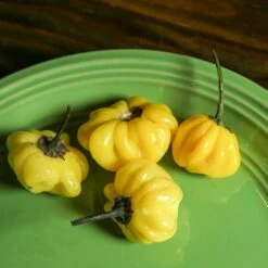 Yellow Brazilian Starfish Pepper Seeds(Yellow Brazilian Starfish Pepper Seeds) -Pepper Joe shop Yellow Brazilian Starfish.02