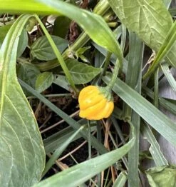 Yellow Brazilian Starfish Pepper Seeds(Yellow Brazilian Starfish Pepper Seeds)