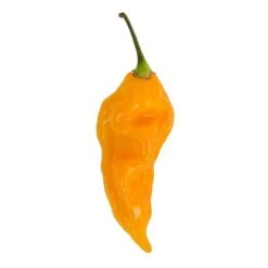 Fatalii Pepper Seeds(Fatalii Pepper Seeds) 9 Fatalii Pepper Seeds(Fatalii Pepper Seeds) -Pepper Joe shop Yellow Fatali hot pepper pepper joes
