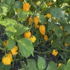 Yellow Fever Pepper Seeds(Yellow Fever Pepper Seeds)