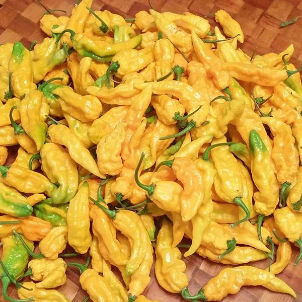 Yellow Ghost (Bhut Jolokia) Pepper Seeds(Yellow Bhut Jolokia) 3 Yellow Ghost (Bhut Jolokia) Pepper Seeds(Yellow Bhut Jolokia)
