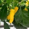 Yellow Peter Pepper Seeds (Non-Isolated)(Yellow Peter Pepper) -Pepper Joe shop Yellow Peter Pepper.01