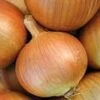 Yellow Sweet Spanish Onion Seeds(Yellow Sweet Spanish Onion Seeds) 2 Yellow Sweet Spanish Onion Seeds(Yellow Sweet Spanish Onion Seeds) -Pepper Joe shop Yellow Sweet Spanish Onion plants 1 b8f6274a 475a 486c b879 1bd6eb5b2679