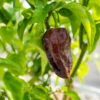 Abyss Chocolate Pepper Seeds(Abyss Chocolate Pepper Seeds) -Pepper Joe shop abyss chocolate pepper