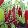 Aji Colorado Pepper Seeds(Aji Colorado Pepper Seeds)