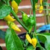 Aji Gold (Limon) Pepper Seeds(Aji Gold Limon Pepper Seeds) 1 Aji Gold (Limon) Pepper Seeds(Aji Gold Limon Pepper Seeds) -Pepper Joe shop ajiGold 1