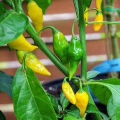 Aji Gold (Limon) Pepper Seeds(Aji Gold Limon Pepper Seeds)