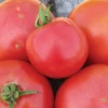 Arkansas Traveler Tomato Seeds(Arkansas Traveler Tomato Seeds) -Pepper Joe shop arkansastraveler