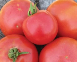 Arkansas Traveler Tomato Seeds(Arkansas Traveler Tomato Seeds)