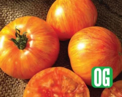 Beauty King Tomato Seeds(Beauty King Tomato Seeds)